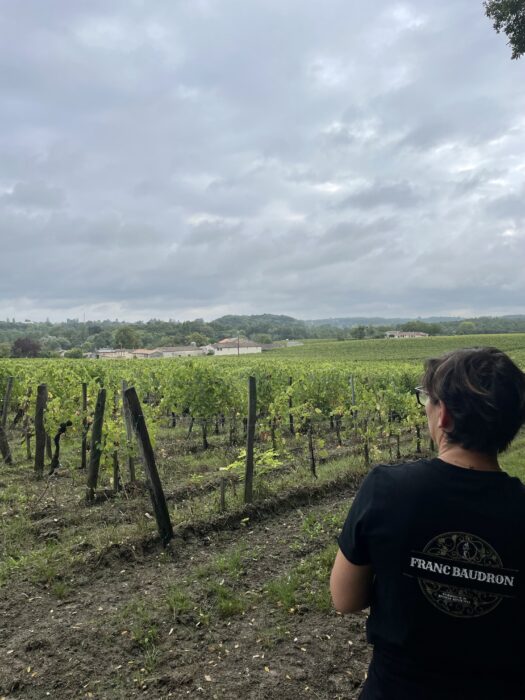 vue sur les vignes du Château Franc Baudron