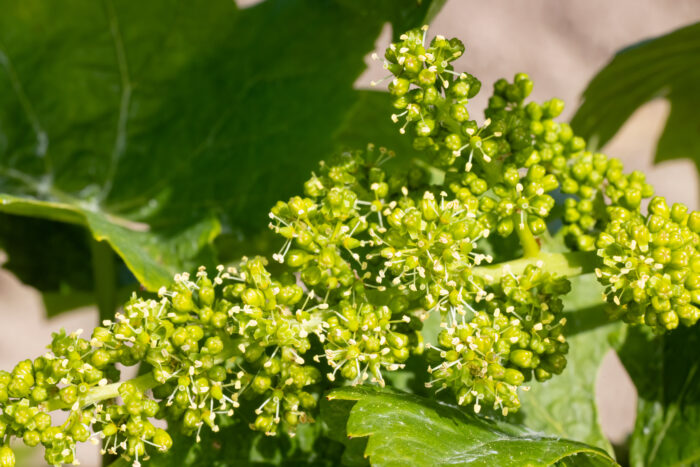 floraison, petites fleurs blanches apparaissent