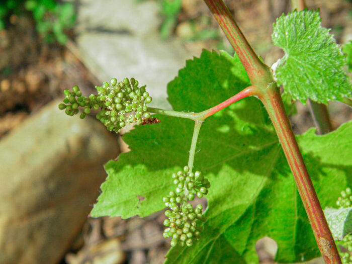 inflorescences, petites boules vertes sur la vigne