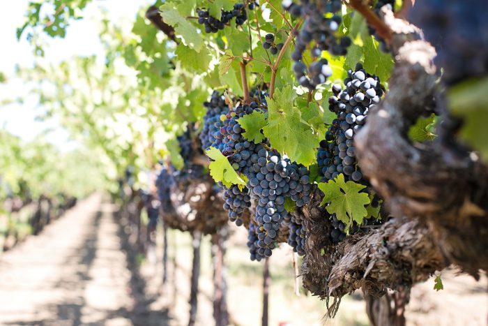 grappes de raisin noir, dans des vignes ensoleillées