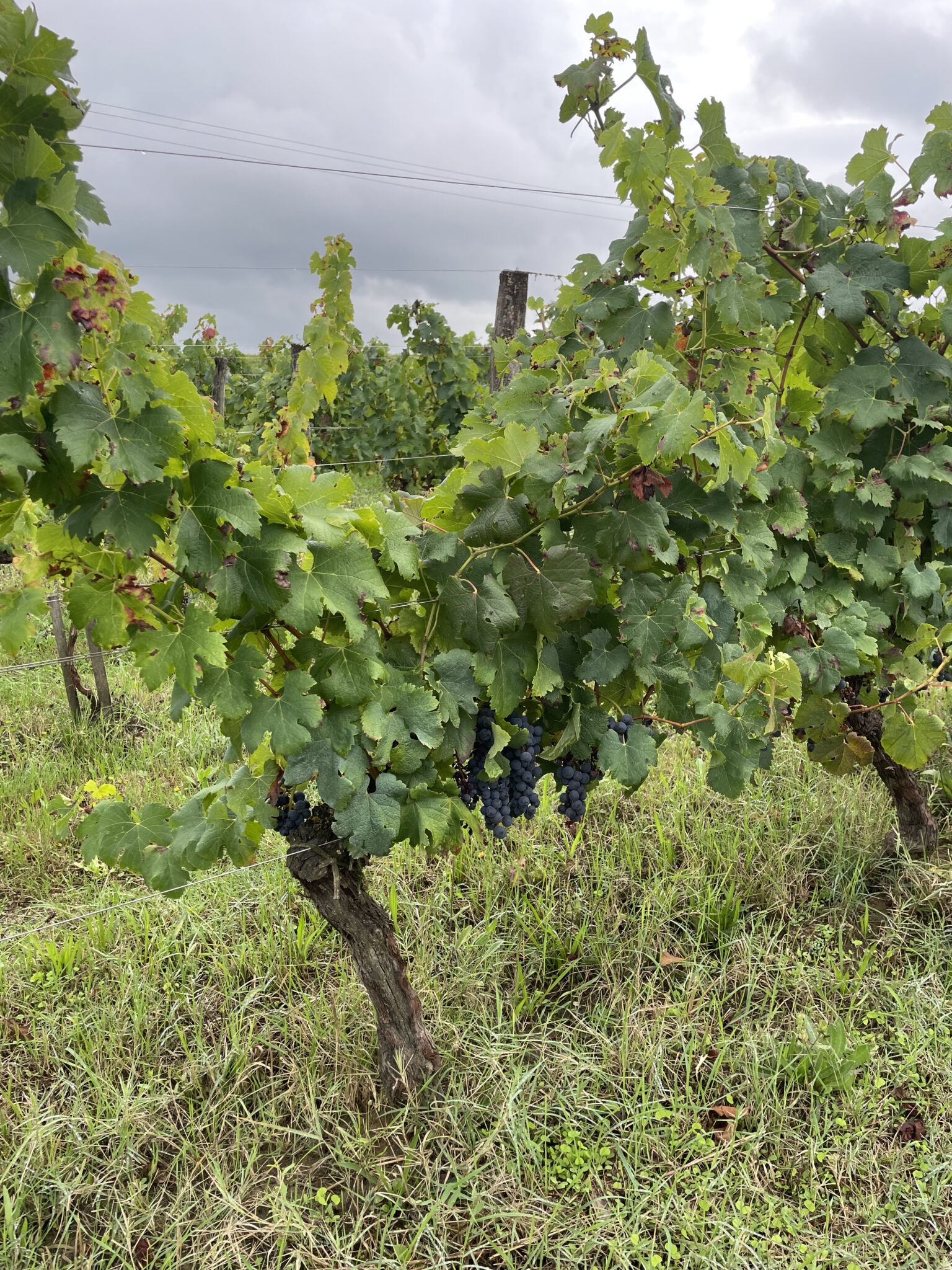 vigne avec raisins noirs