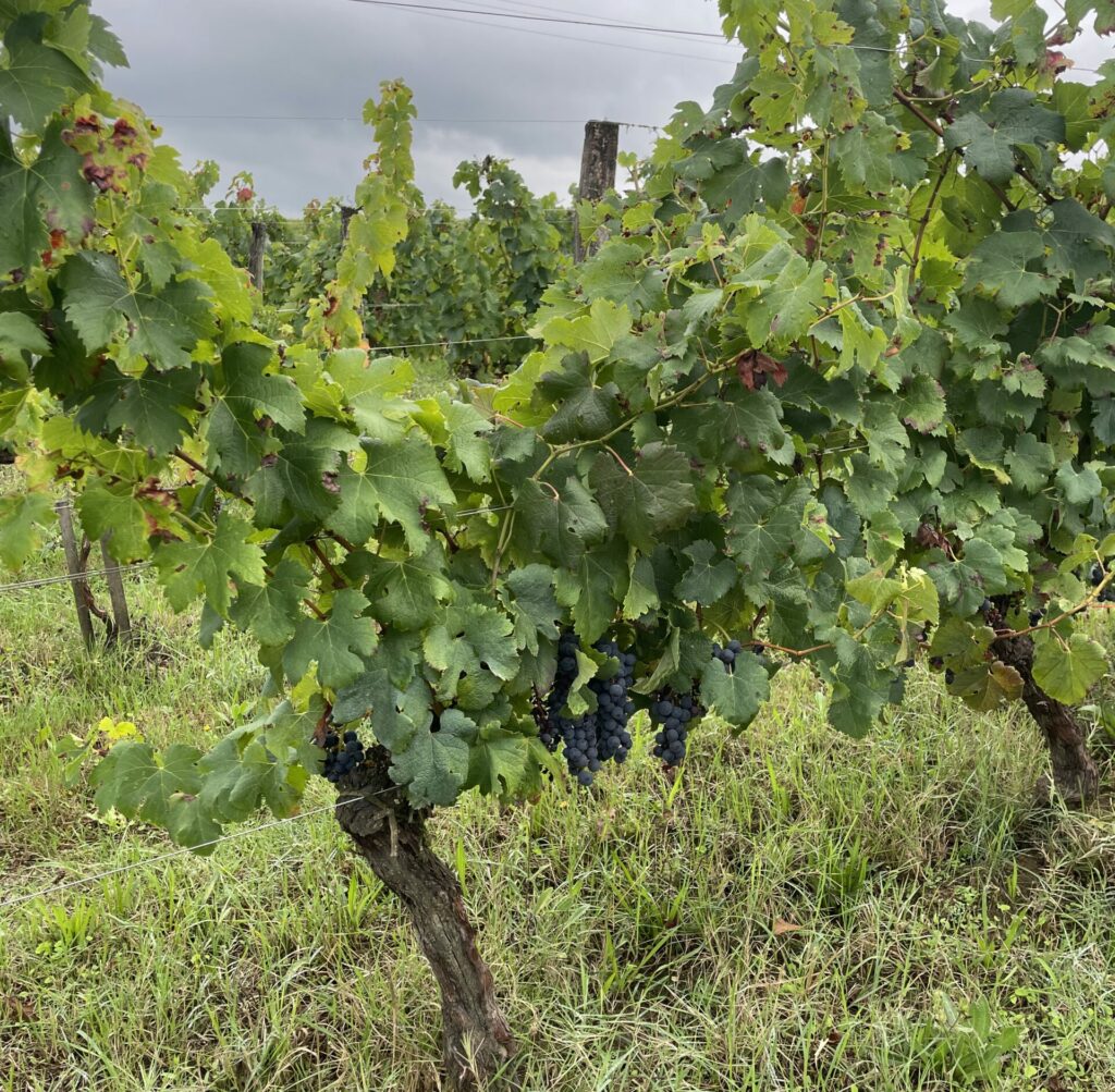 vigne avec raisins noirs