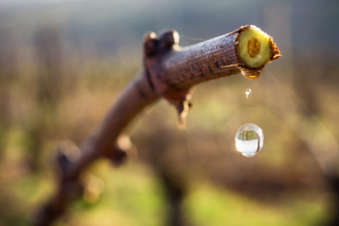 les pleurs, la sève coule de la vigne, printemps vignerons