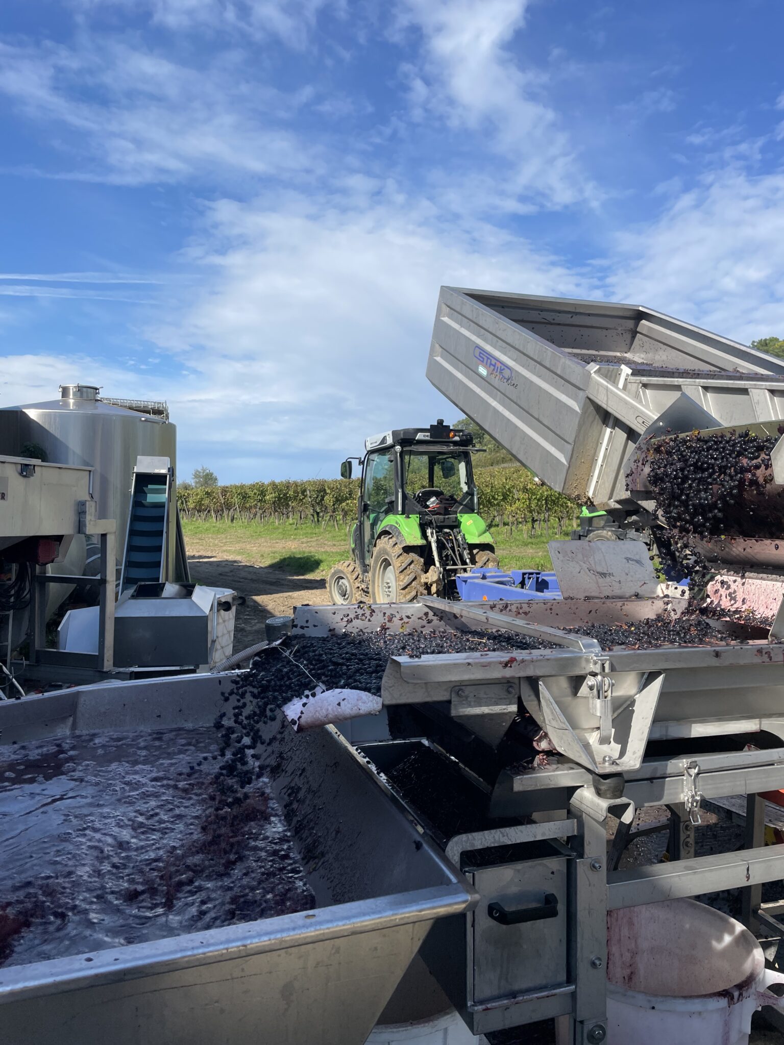 récolte du raisin pendant les vendanges