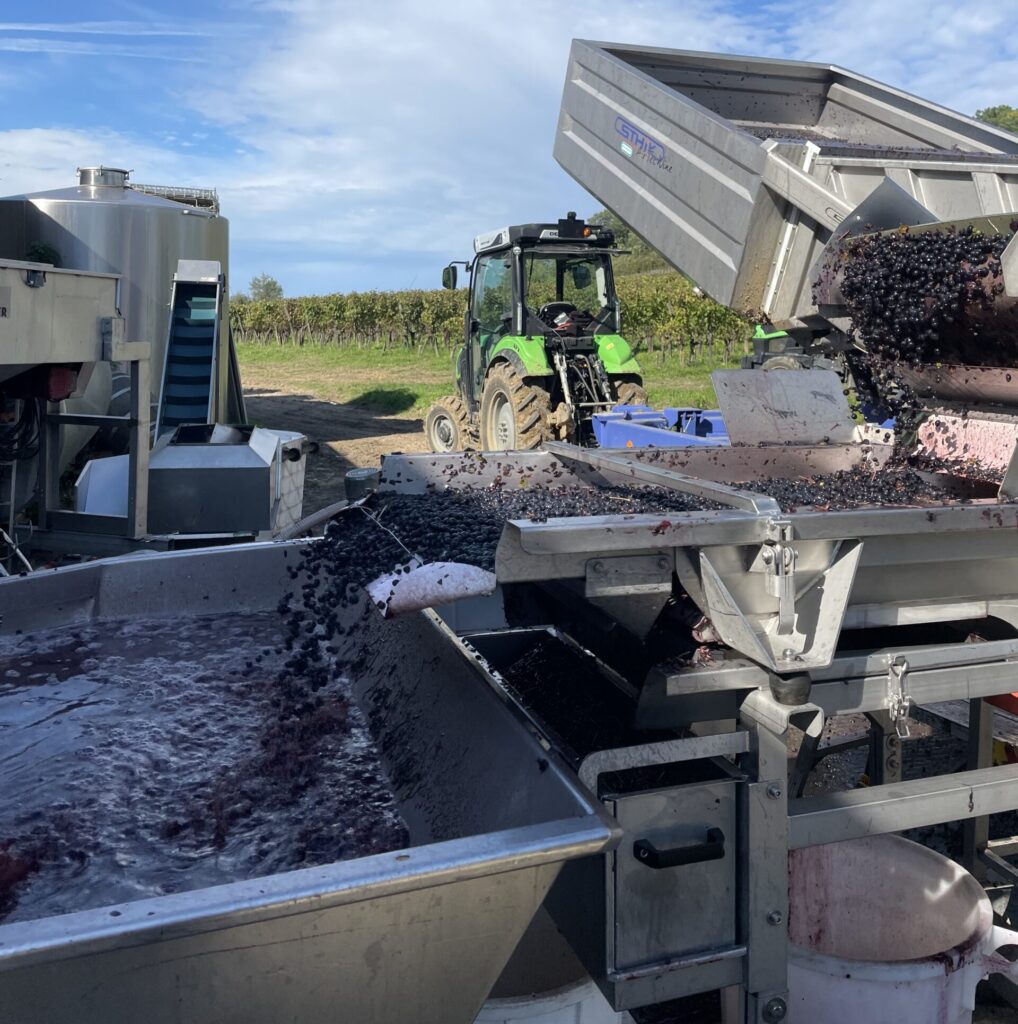 récolte du raisin pendant les vendanges