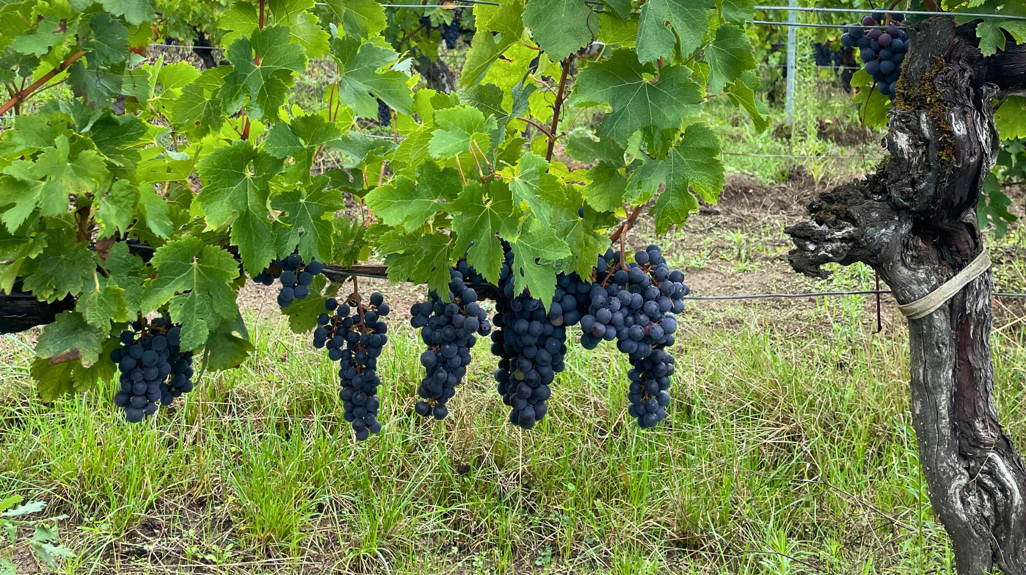 Des raisins en train de mûrir avant d'être assemblés pour les bag-in-box Collection verre après verre.