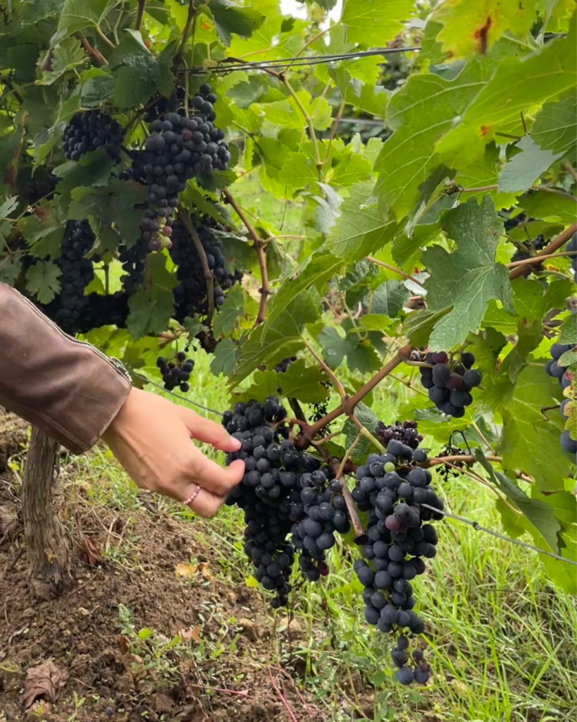 grappe de raisin, vignes
