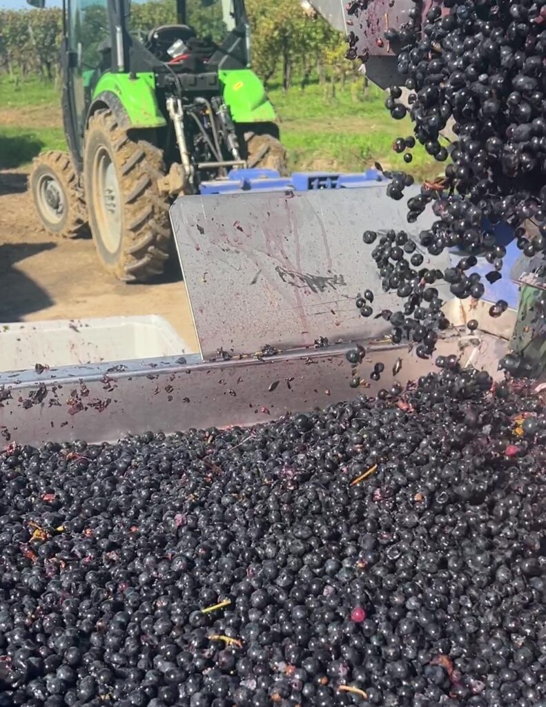 grains de raisins rouges récoltés pendant les vendanges